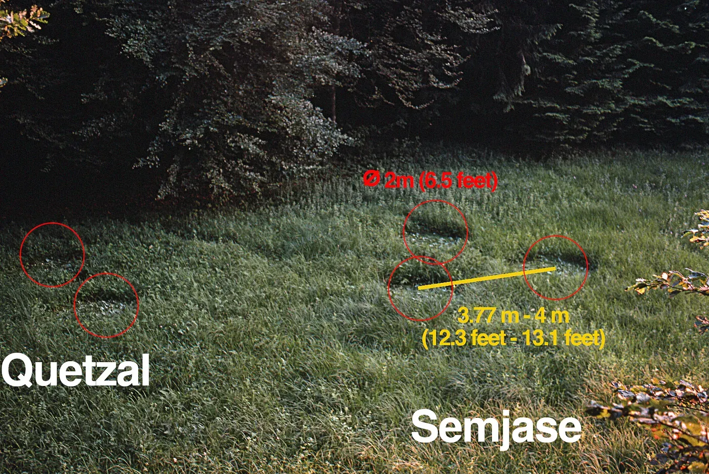 grass