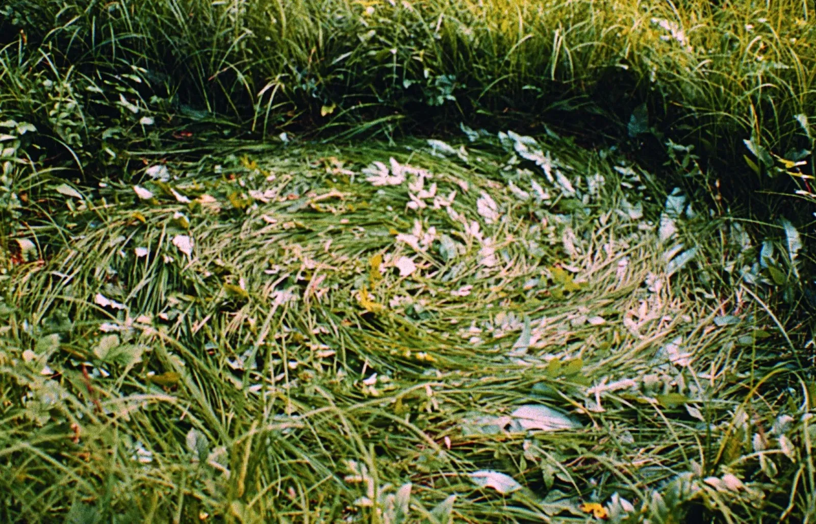 grass2
